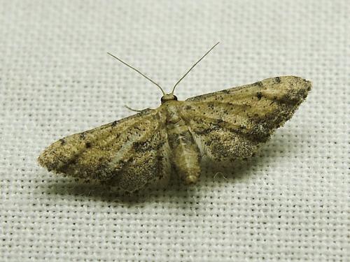Idaea incalcarata