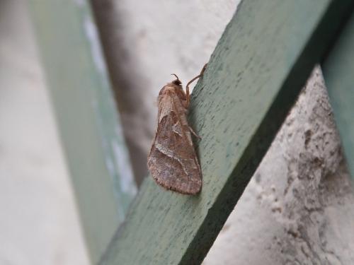 Triodia sylvina