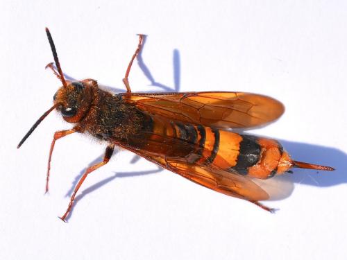 Tremex fuscicornis