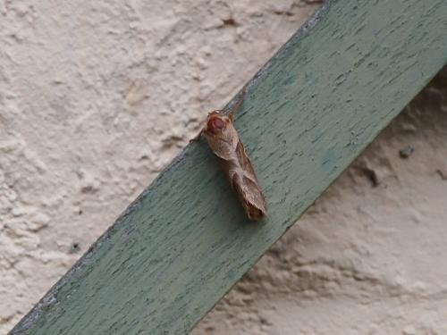 Triodia sylvina