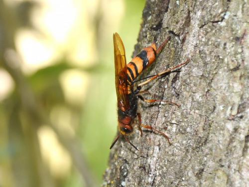 Tremex fuscicornis