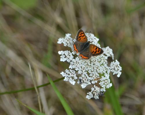 Lycaena phlaeas
