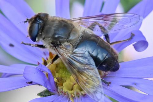Eristalis tenax