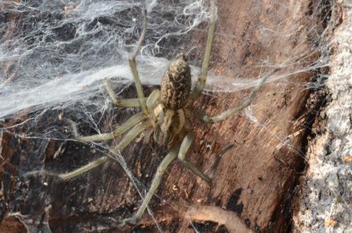 Eratigena agrestis