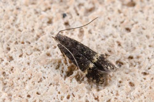 Monochroa sepicolella