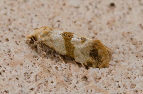 Réf. 238 708 : Phalonidia contractana