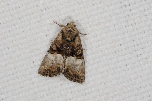 Réf. 238 991 : Mesoligia furuncula