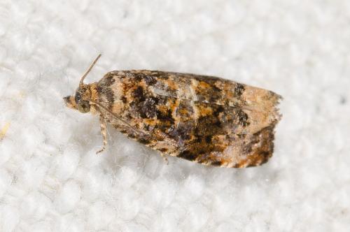 Réf. 238 918 : Endothenia sp.