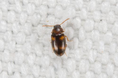Réf. 238 849 : Alphitophagus sp.