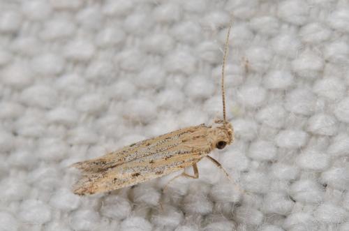 Réf. 238 917 : Metzneria sp.