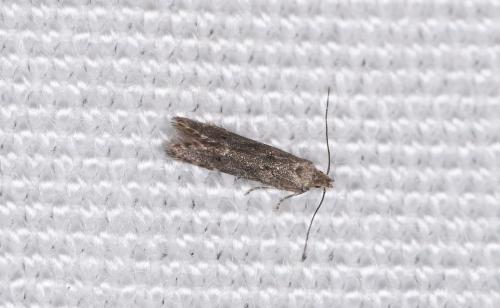 Monochroa sp.