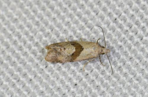 Cochylidia sp.