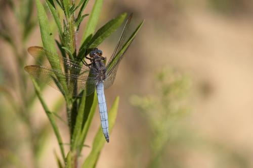 Orthetrum coerulescens