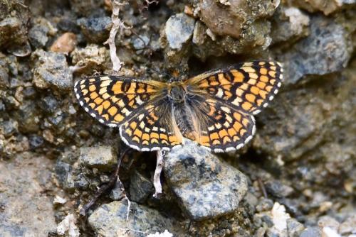 Melitaea deione