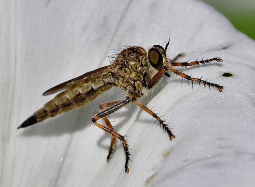 Tolmerus cingulatus