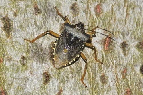 Réf. 238 085 : Pentatoma rufipes