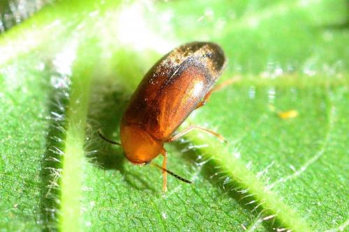 Réf. 238 351 : Anaspis sp.