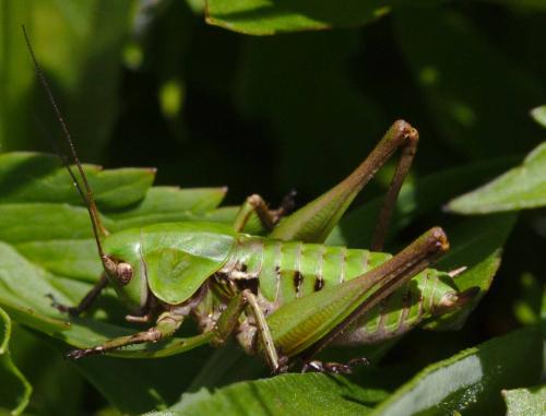 Decticus verrucivorus verrucivorus