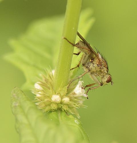 Scathophaga stercoraria