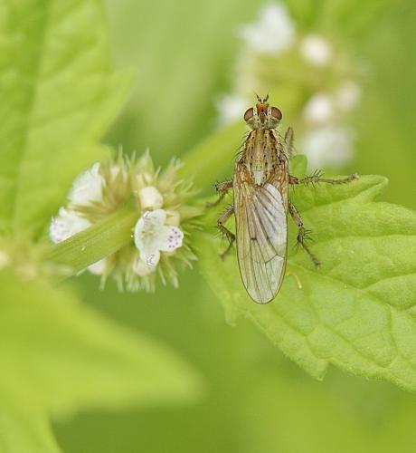 Scathophaga stercoraria