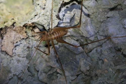Dolichopoda azami ligustica