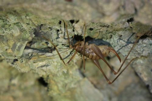 Réf. 238 400 : Dolichopoda azami