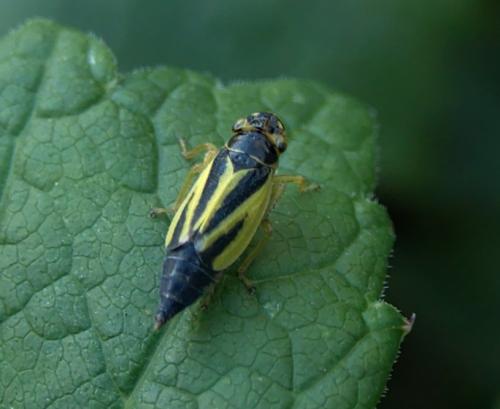 Evacanthus interruptus