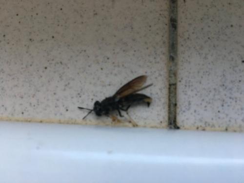 Hermetia illucens