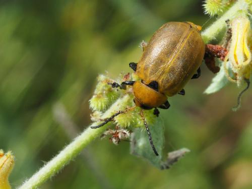 Oides sp.