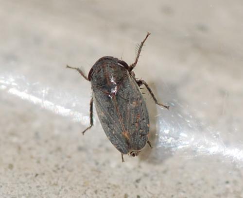 Réf. 238 559 : Goniagnathus brevis