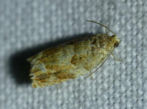 Réf. 238 909 : Gypsonoma minutana
