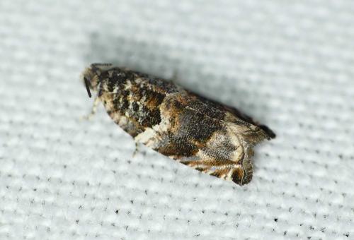 Gypsonoma minutana