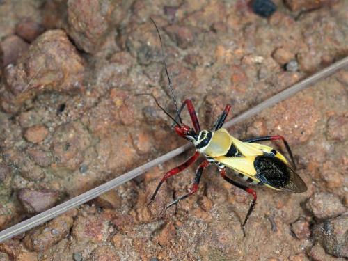 Hediocoris tibialis