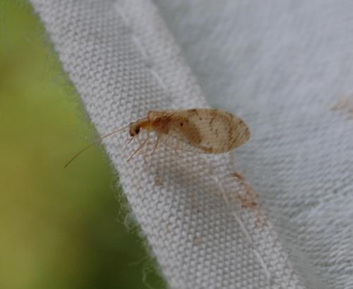 Réf. 238 034 : Hemerobius sp.