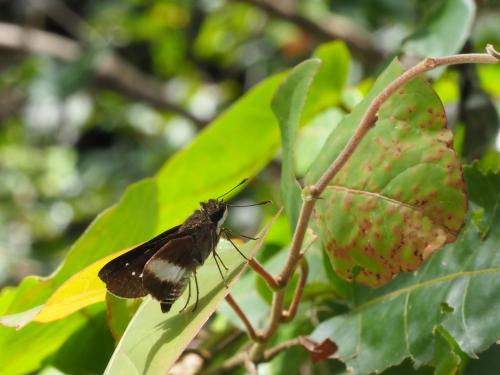 Platylesches sp.