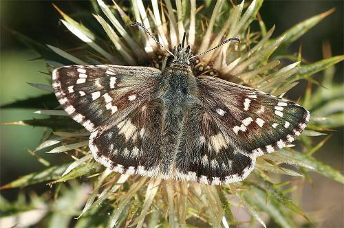 Réf. 238 109 : Pyrgus cirsii