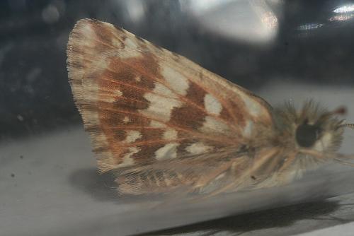 Réf. 238 110 : Pyrgus cirsii