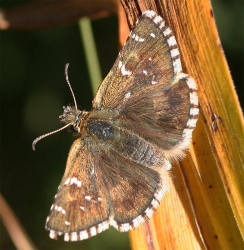 Pyrgus carlinae