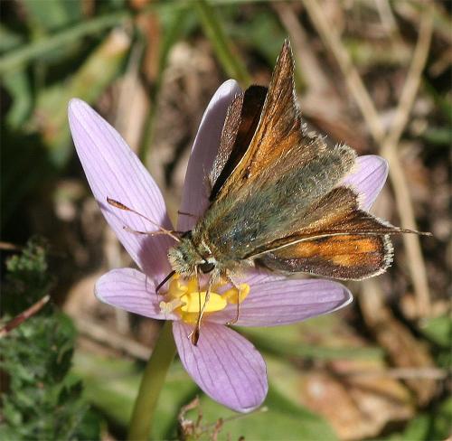 Réf. 238 424 : Hesperia comma