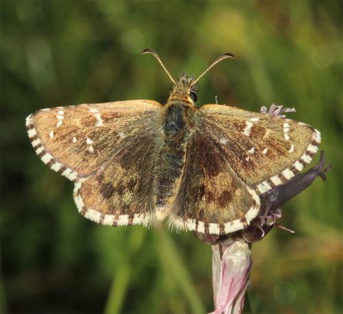 Réf. 238 426 : Pyrgus carlinae