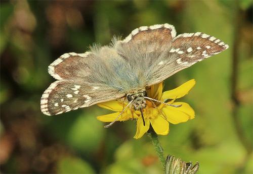 Pyrgus carlinae