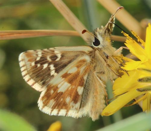 Réf. 238 428 : Pyrgus carlinae