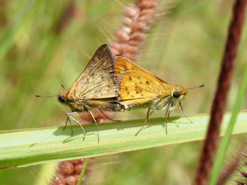 Réf. 238 307 : Gegenes sp.