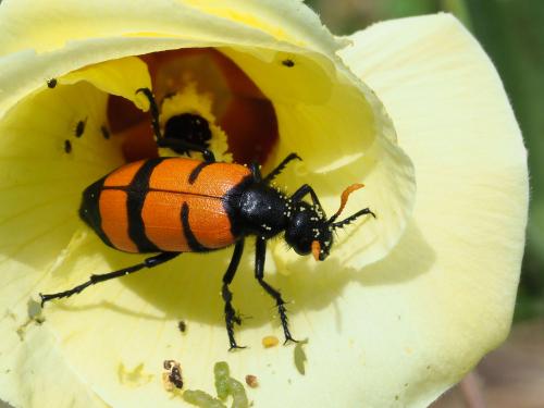 Hycleus trifasciatus