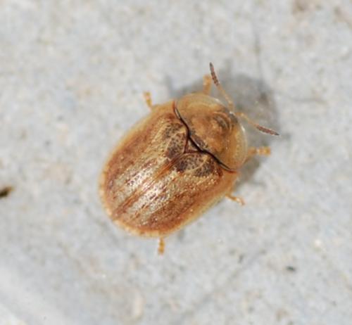 Réf. 238 562 : Hypocassida subferruginea