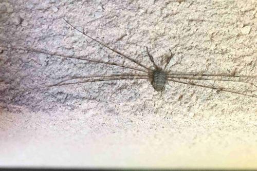 Dicranopalpus ramosus