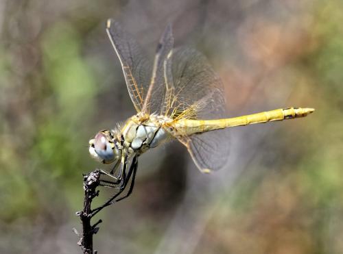 Réf. 238 529 : Sympetrum fonscolombii