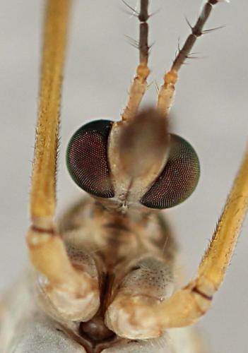 Tipula paludosa