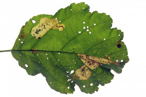 Réf. 238 461 : Fenusa dohrnii