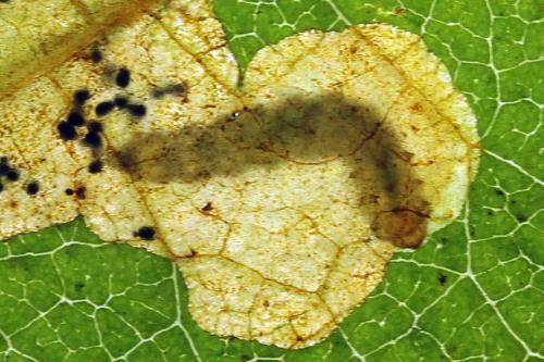 Réf. 238 462 : Fenusa dohrnii